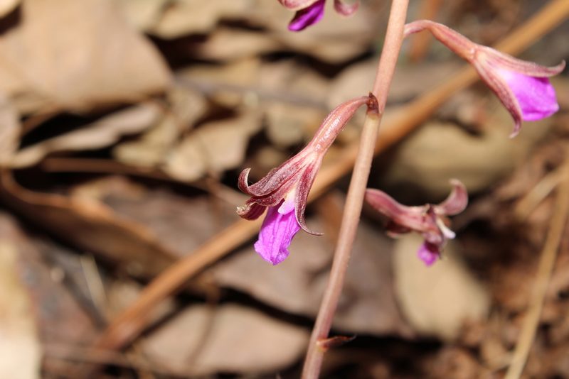 Bletia parva, photographed by Arturo Castro Castro