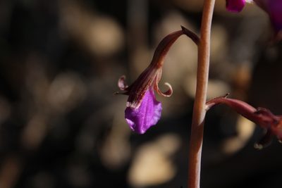 Bletia parva, photographed by Arturo Castro Castro