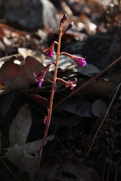 Bletia parva, photographed by Arturo Castro Castro