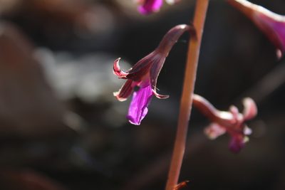 Bletia parva, photographed by Arturo Castro Castro