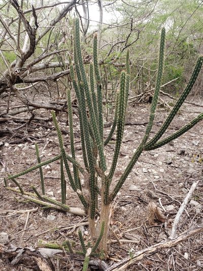 Harrisia gracilis, photographed by Damion Laren Whyte