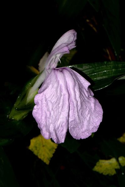 Roscoea purpurea, photographed by Ramnarayan K