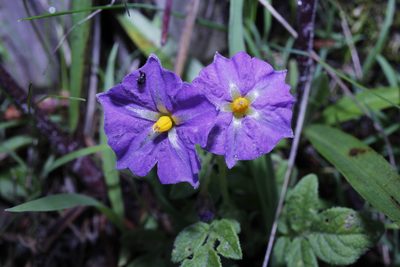 Solanum stoloniferum, photographed by Arturo Castro Castro
