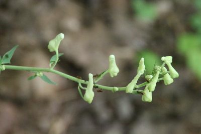 Aconitum lasiostomum, photographed by Maxim Shashkov