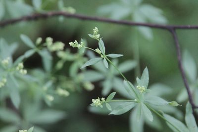 Galium intermedium, photographed by Maxim Shashkov