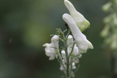 Aconitum lasiostomum, photographed by Maxim Shashkov