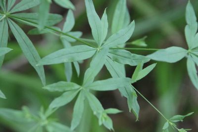 Galium intermedium, photographed by Maxim Shashkov