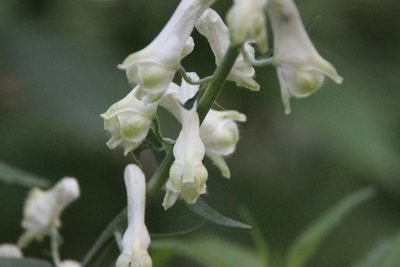 Aconitum lasiostomum, photographed by Maxim Shashkov