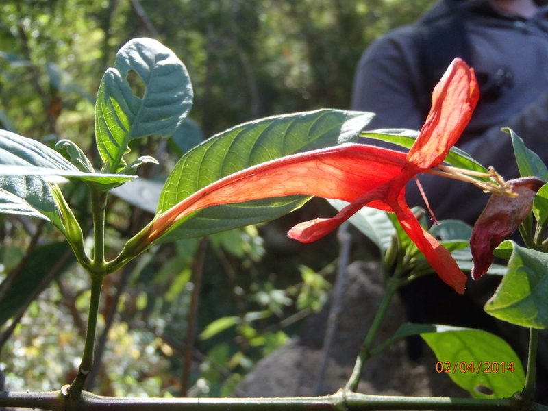 Ruellia mcvaughii, photographed by Arturo Castro Castro