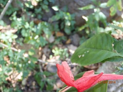 Ruellia mcvaughii, photographed by Arturo Castro Castro