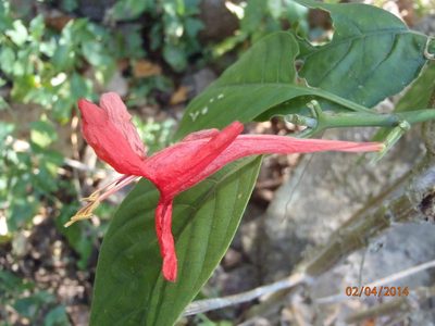 Ruellia mcvaughii, photographed by Arturo Castro Castro