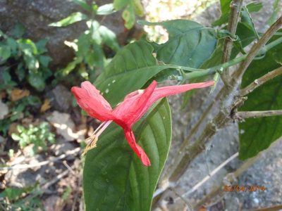 Ruellia mcvaughii, photographed by Arturo Castro Castro