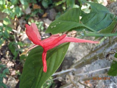 Ruellia mcvaughii, photographed by Arturo Castro Castro