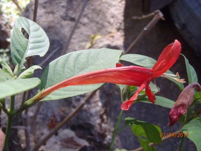 Ruellia mcvaughii, photographed by Arturo Castro Castro