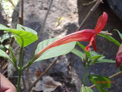 Ruellia mcvaughii, photographed by Arturo Castro Castro