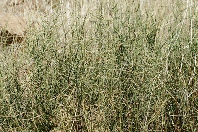 Adolphia infesta, photographed by psweet