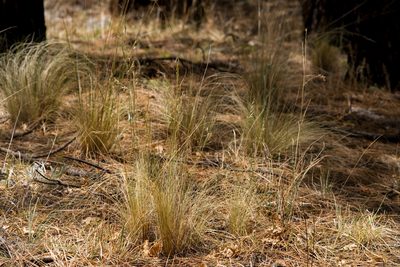Festuca arizonica, photographed by Cecelia Alexander