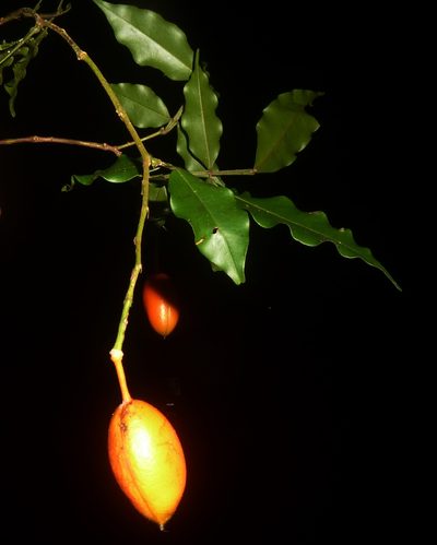 Swartzia picramnioides, photographed by Eduardo Chacón Madrigal
