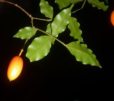 Swartzia picramnioides, photographed by Eduardo Chacón Madrigal