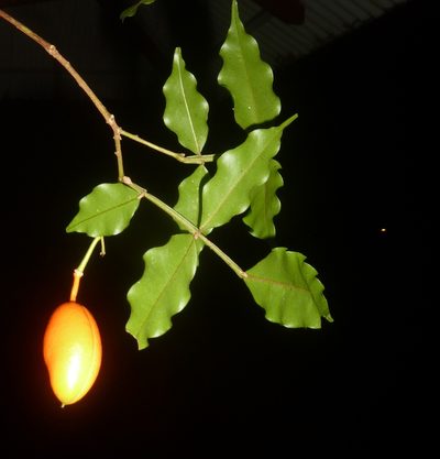 Swartzia picramnioides, photographed by Eduardo Chacón Madrigal