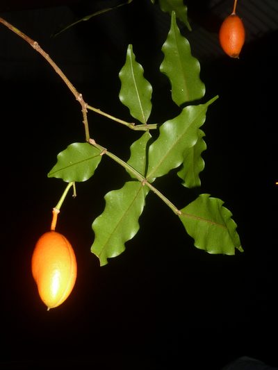Swartzia picramnioides, photographed by Eduardo Chacón Madrigal