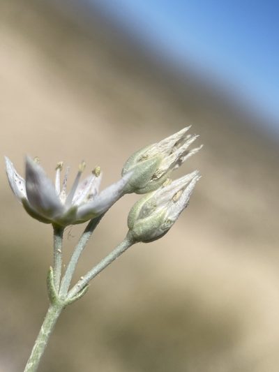 Frasera gypsicola, photographed by Matt Berger