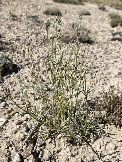 Frasera gypsicola, photographed by Matt Berger