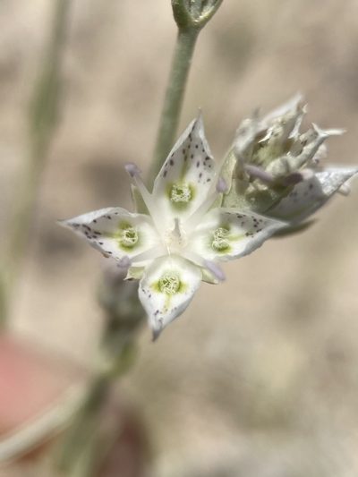 Frasera gypsicola, photographed by Matt Berger