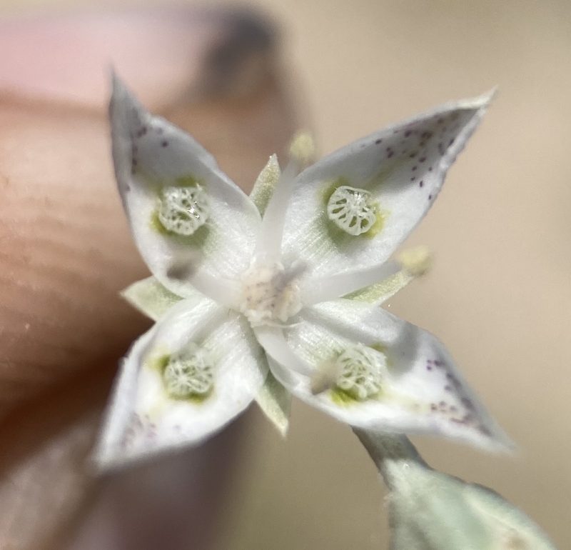 Frasera gypsicola, photographed by Matt Berger