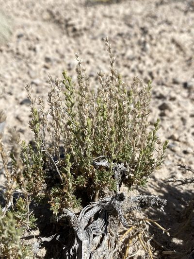 Artemisia pygmaea, photographed by Matt Berger