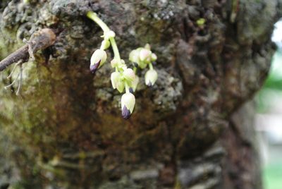 Averrhoa bilimbi, photographed by Sarka Masova