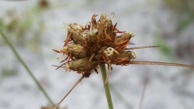 Bulbostylis warei, photographed by Jay Horn