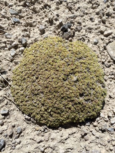 Lepidium nanum, photographed by Matt Berger