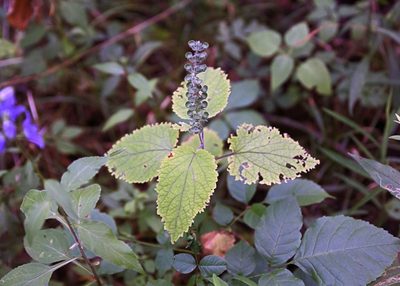Scutellaria ovata, photographed by Steve Waslo