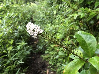 Lysimachia clethroides, photographed by Yoshimasa Uchiyama