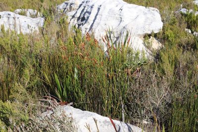 Elegia racemosa, photographed by Tony Rebelo