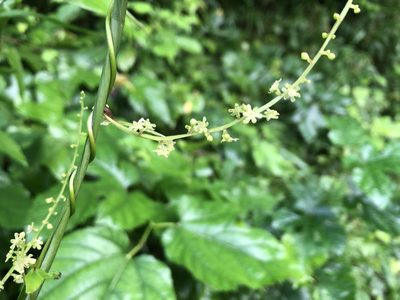 Dioscorea tokoro, photographed by Yoshimasa Uchiyama