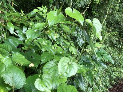 Dioscorea tokoro, photographed by Yoshimasa Uchiyama