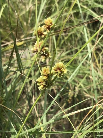 Cyperus acuminatus, photographed by Ryan Donnelly