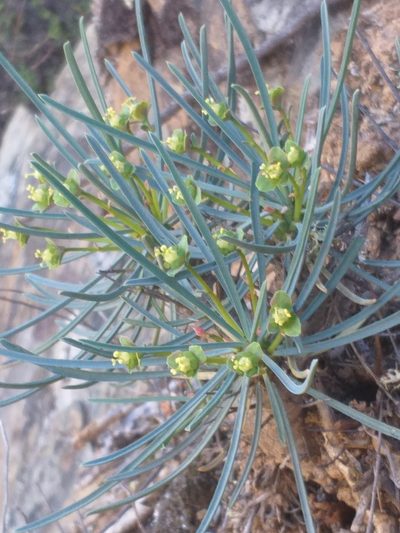Euphorbia multifolia, photographed by kevin koen