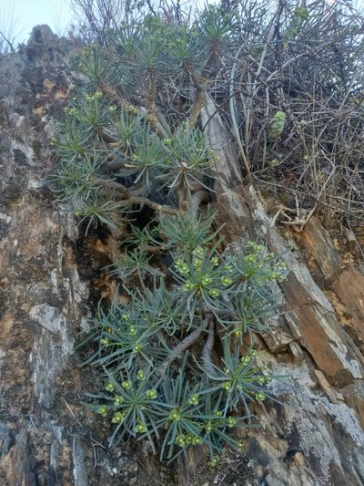 Euphorbia multifolia, photographed by kevin koen