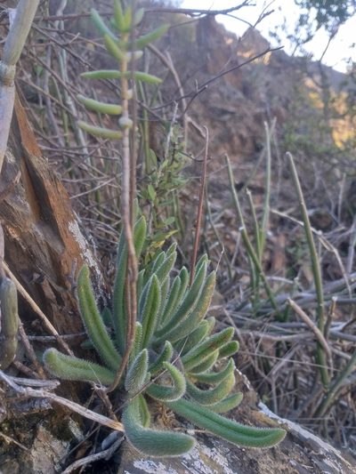 Tylecodon leucothrix, photographed by kevin koen