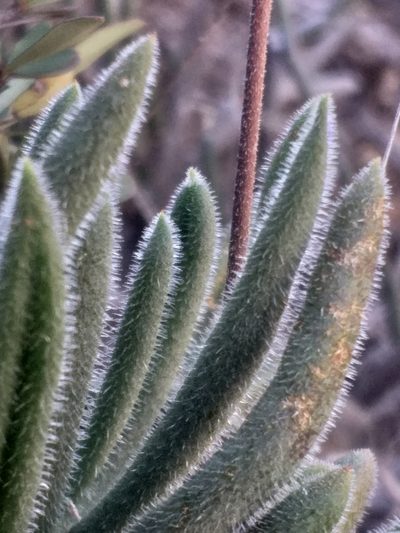 Tylecodon leucothrix, photographed by kevin koen