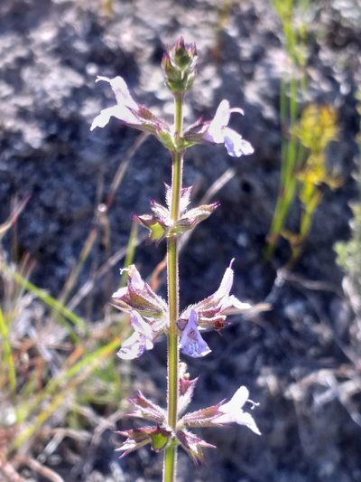 Salvia runcinata, photographed by kevin koen