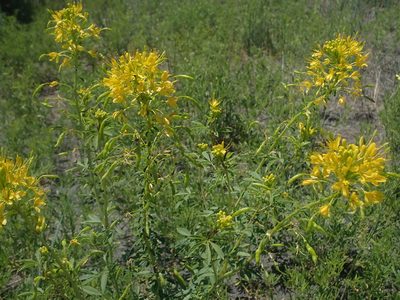 Cleomella lutea, photographed by Nolan Exe