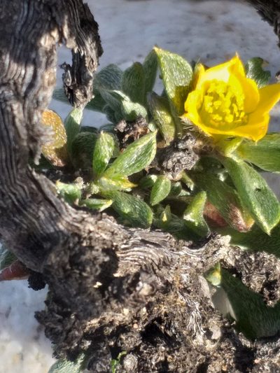 Aizoon karooicum, photographed by kevin koen
