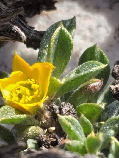 Aizoon karooicum, photographed by kevin koen