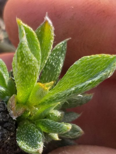 Aizoon karooicum, photographed by kevin koen