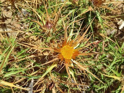 Carlina corymbosa, photographed by Francesco Cecere