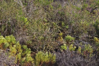 Leptospermum squarrosum, photographed by Tony Rebelo